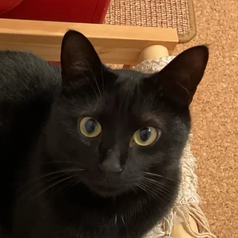 愛猫 ネオン
